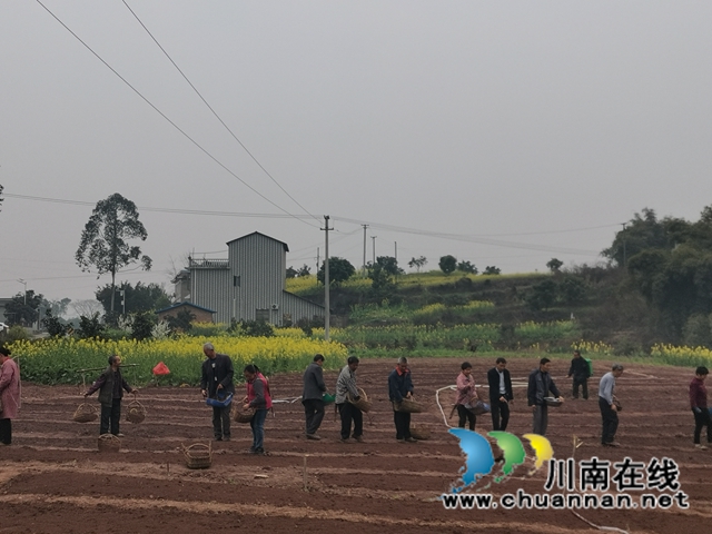 泸县：推广良种良法，提高春耕保含金量(图5)