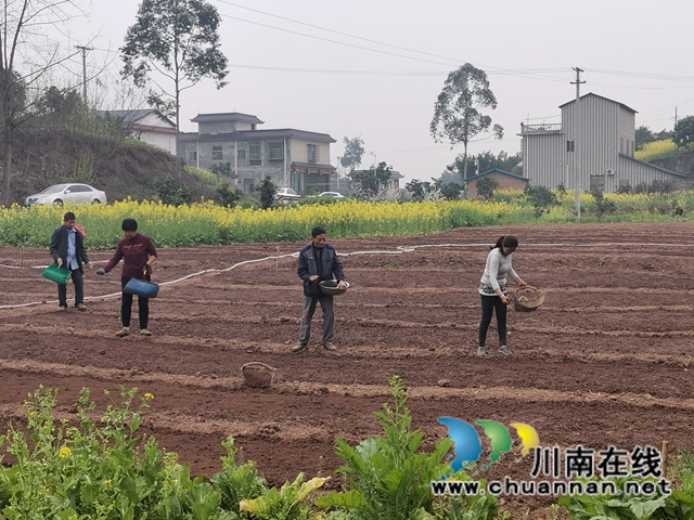 泸县：推广良种良法，提高春耕保含金量(图3)