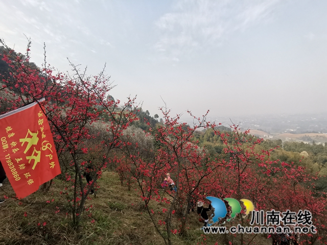 泸县：徒步踏青赏花，健身中感受春天的美(图2)