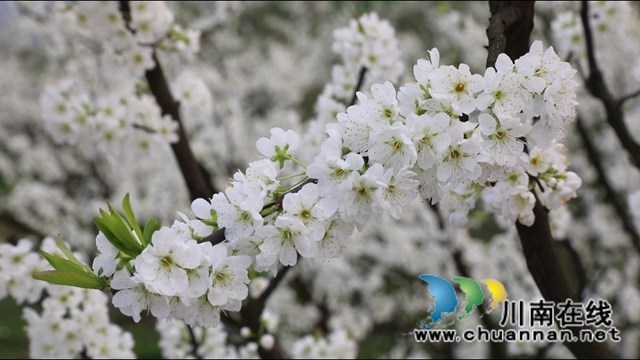 合江：李花又开放，笑迎游客来(图13)