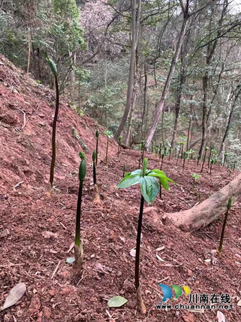 合江：山区林下的绿色精灵(图4)