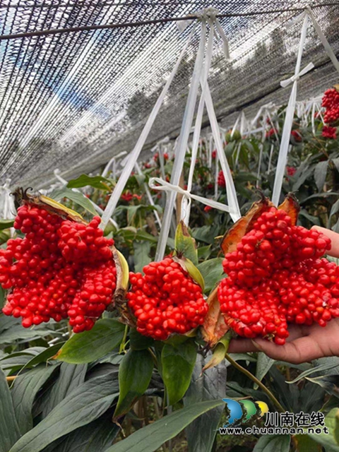 合江：山区林下的绿色精灵(图1)