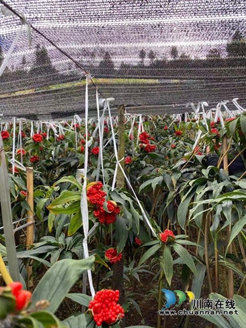 合江：山区林下的绿色精灵(图2)