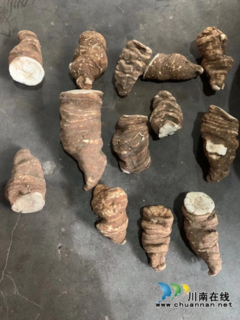 合江：山区林下的绿色精灵(图9)