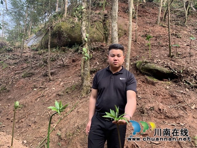 合江：山区林下的绿色精灵(图13)