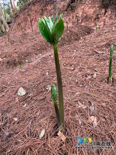 合江：山区林下的绿色精灵(图11)