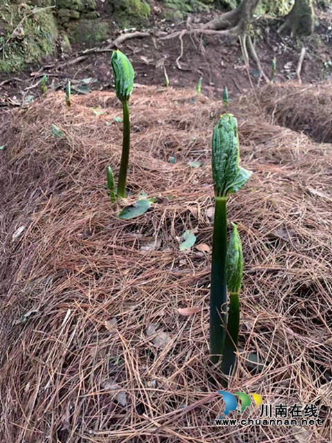 合江：山区林下的绿色精灵(图12)