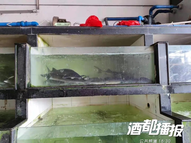中华鲟88元/份？翠屏区一酒楼被立案调查！(图3)