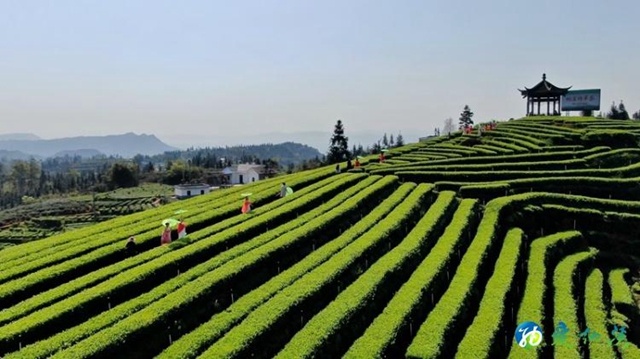 四川第八届茶叶开采周活动线上举行(图1)