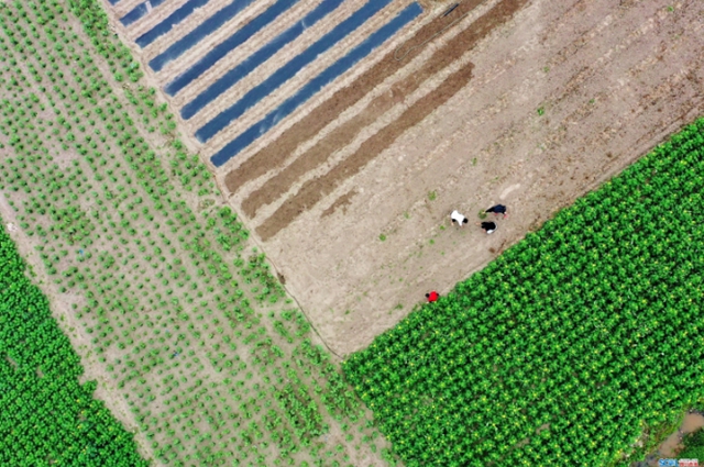 “干饭人”请放心，今年泸州粮食总产量要达233万吨