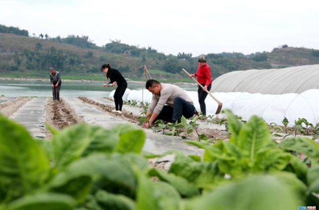 “干饭人”请放心，今年泸州粮食总产量要达233万吨(图2)