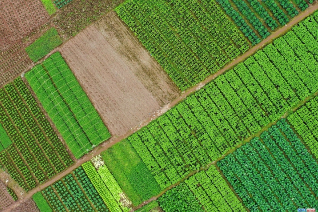 “干饭人”请放心，今年泸州粮食总产量要达233万吨(图3)