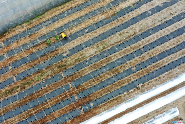 “干饭人”请放心，今年泸州粮食总产量要达233万吨(图4)