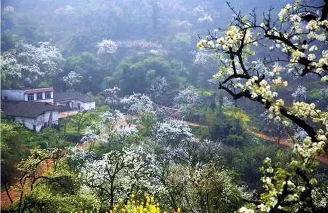 泸州这些赏花地，可以约会春天(图3)