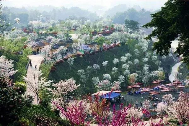 泸州这些赏花地，可以约会春天(图4)