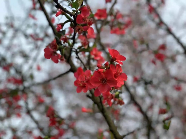泸州这些赏花地，可以约会春天(图5)