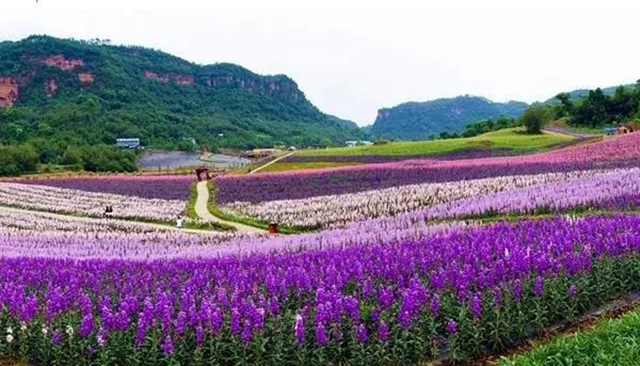 泸州这些赏花地，可以约会春天(图6)