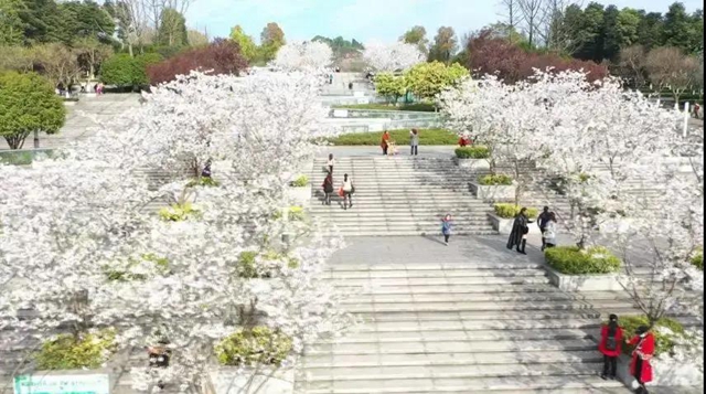 泸州这些赏花地，可以约会春天(图7)