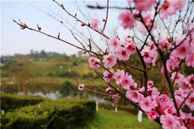泸州这些赏花地，可以约会春天(图8)