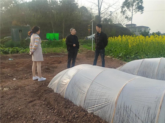 国家水稻体系岗位专家徐富贤莅临泸县指导春播工作(图1)