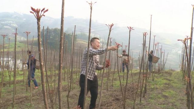 800多亩椿天！宜宾这种蔬菜正大量上市！好多人都爱吃(图2)