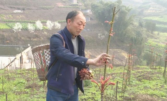 800多亩椿天！宜宾这种蔬菜正大量上市！好多人都爱吃(图5)
