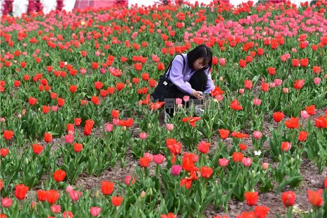 惊艳！600万株郁金香争相绽放，就在内江城边边！(图8)