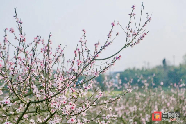 美美美！原来自贡的春天“辣么”美！(图10)