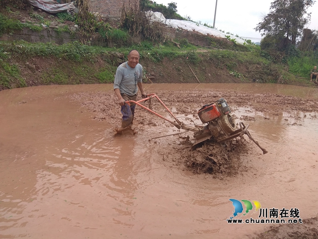 纳溪护国镇:人勤春早忙春耕(图1) 纳溪护国镇:人勤春早忙春耕(图1)