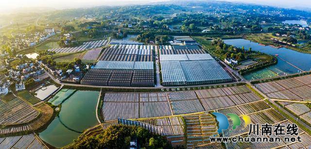 泸州脱贫攻坚系列纪实报道（五）：固脱贫成果助乡村振兴(图2)