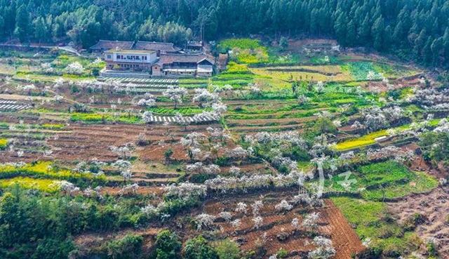 @泸州人，阳春三月，请收下这份环保赏花攻略(图7)