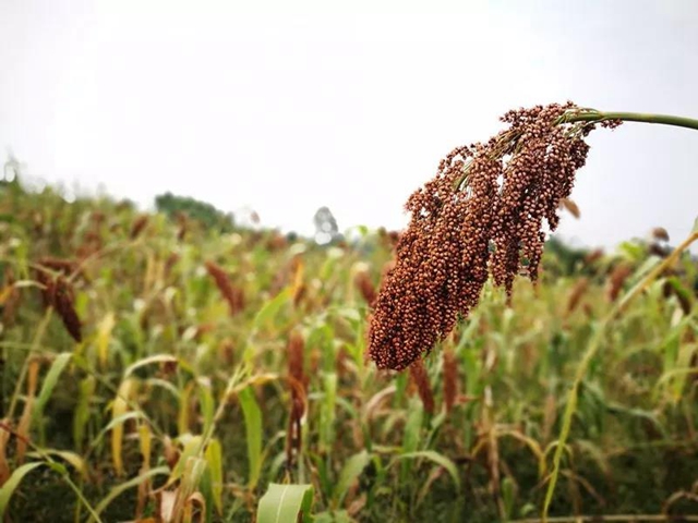 列入者将受限制丨泸州建立农产品生产主体质量安全“黑名单”制度