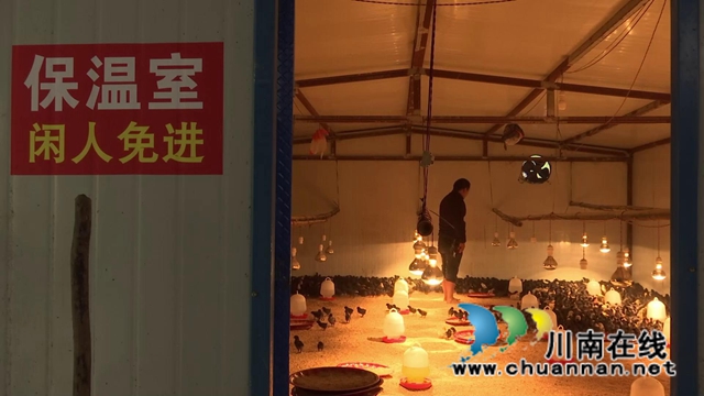 合江：林下飞出“致富鸡”，铺就增收致富路！(图2)
