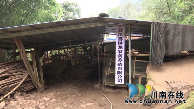 合江：林下飞出“致富鸡”，铺就增收致富路！(图3)