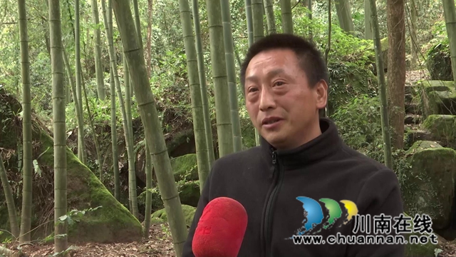 合江：林下飞出“致富鸡”，铺就增收致富路！(图9)