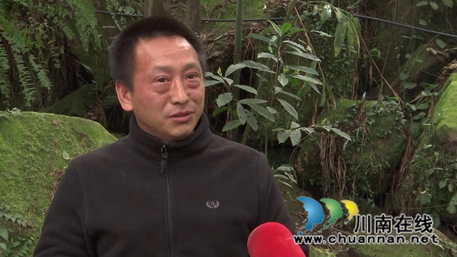 合江：林下飞出“致富鸡”，铺就增收致富路！(图10)