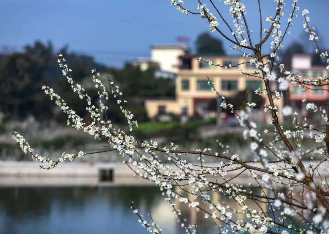 “醉美合江”靓照出炉，这么美的大片你见过吗？(图8)