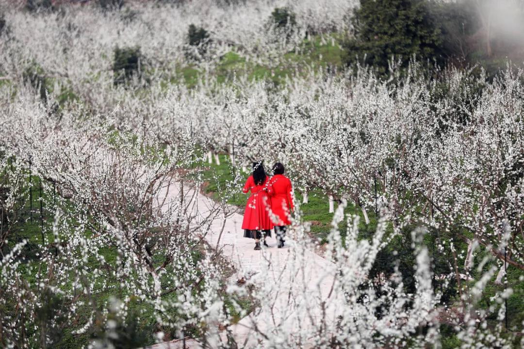 “醉美合江”靓照出炉，这么美的大片你见过吗？(图9)