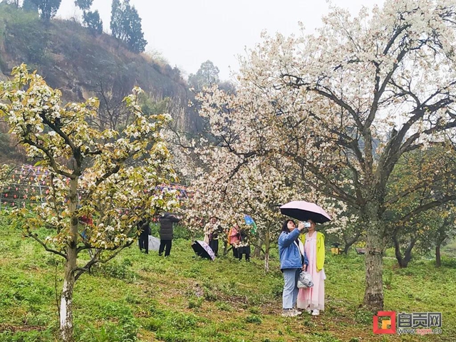 自贡三多古寨花都开了！就等你(图2)