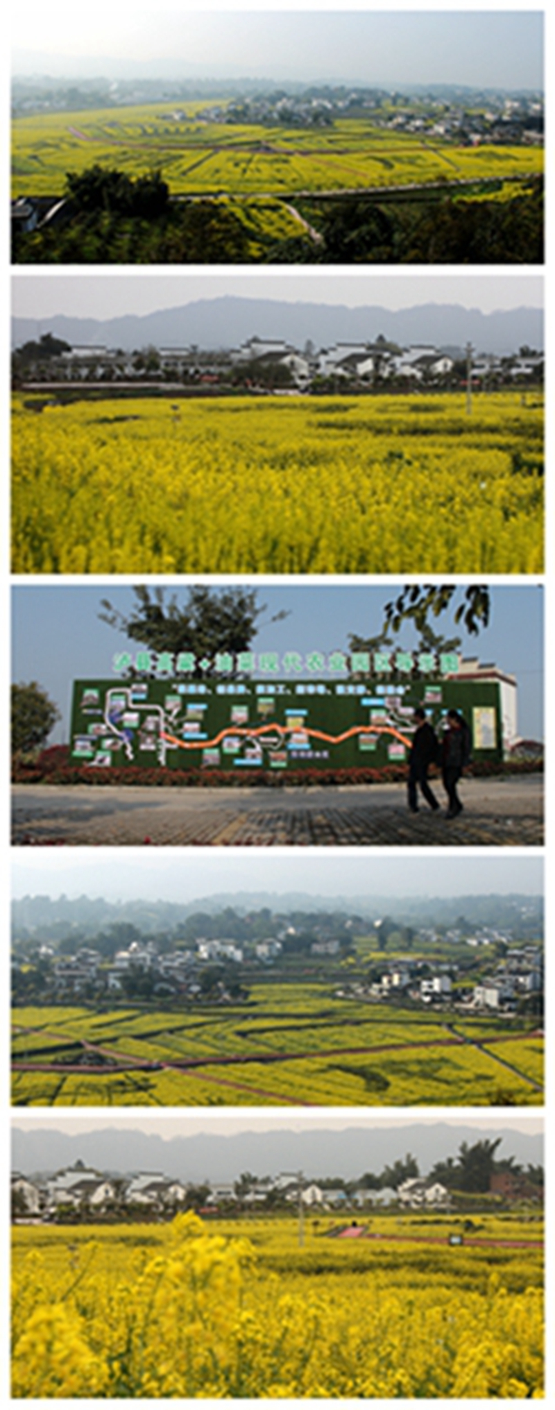 泸县谭坝油菜花地址图片