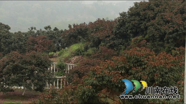 惊蛰时节万物长，合江荔枝管护忙(图2)