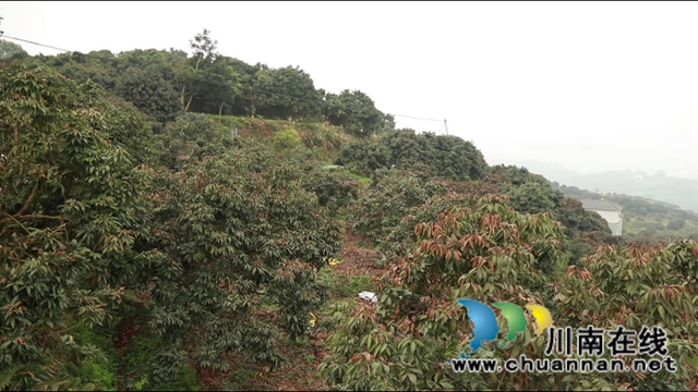 惊蛰时节万物长，合江荔枝管护忙(图1)