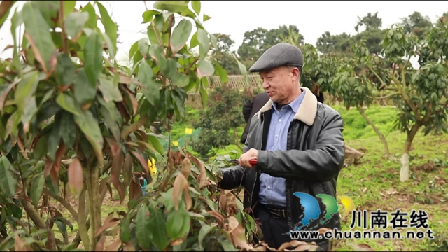 惊蛰时节万物长，合江荔枝管护忙(图3)