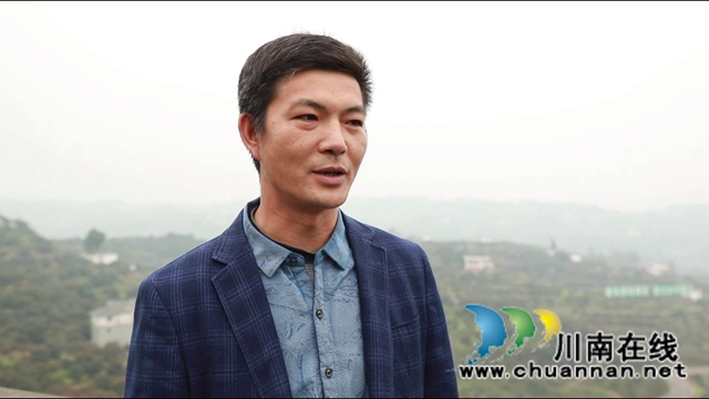 惊蛰时节万物长，合江荔枝管护忙(图6)