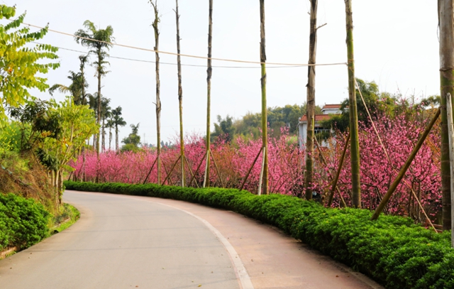 大大大福利！@泸州人，周末免费春游的机会来了！(图4)