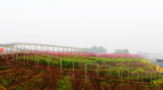 大大大福利！@泸州人，周末免费春游的机会来了！(图3)