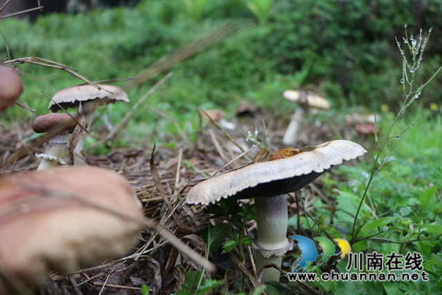 合江县委统战部走访新联会会员产业基地(图2)