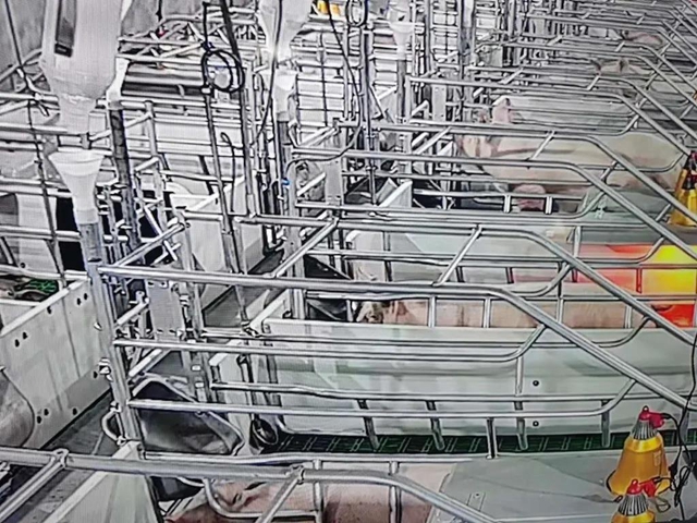 四川猪肉价格重回20元/斤！(图2)