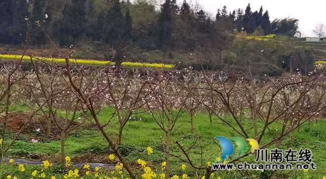 吴茱萸每亩种植成本