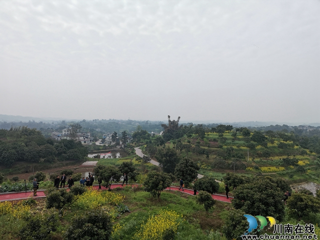 泸县：加快龙眼品种改良 打造中国龙眼晚熟之乡(图2)